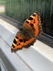 Aglais urticae