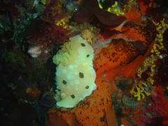 Mandelia mirocornata