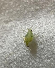 Capitophorus elaeagni