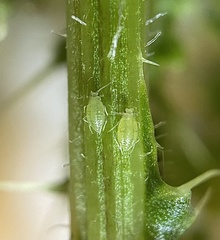 Capitophorus elaeagni