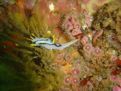 Polycera capensis