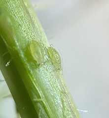 Capitophorus elaeagni