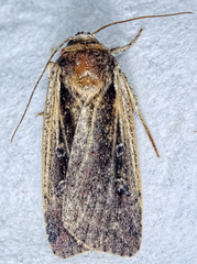 Ochropleura implecta
