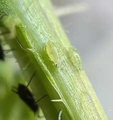 Capitophorus elaeagni