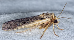 Ochropleura implecta