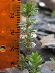 Euphrasia ossica
