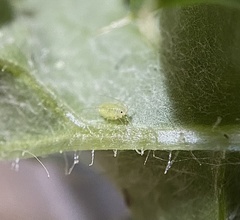 Capitophorus elaeagni