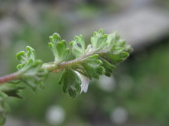 Euphrasia ossica