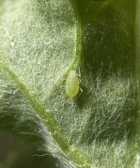 Capitophorus elaeagni