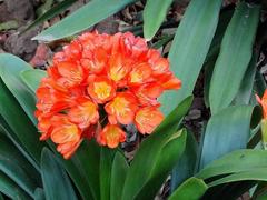 Clivia miniata miniata