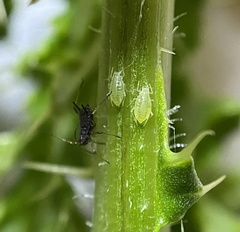 Capitophorus elaeagni