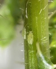 Capitophorus elaeagni