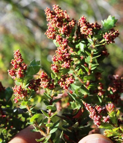 Brunia cordata (Brunia cordata)