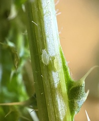 Capitophorus elaeagni