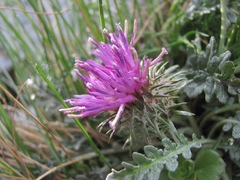 Jurinea filicifolia