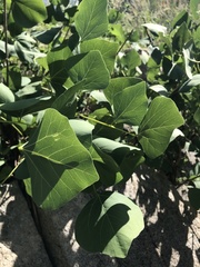 Erythrina flabelliformis