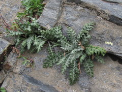 Jurinea filicifolia