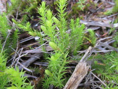 Lateristachys lateralis