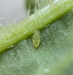 Capitophorus elaeagni