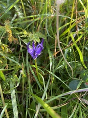 Phyteuma hemisphaericum