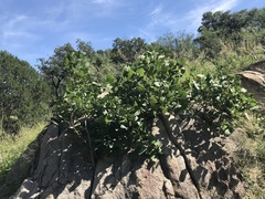 Erythrina flabelliformis
