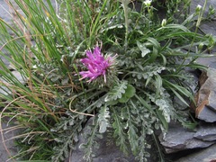 Jurinea filicifolia