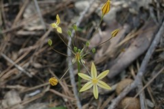 Triteleia ixioides