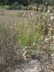 Jacobaea grandidentata