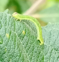 Lomaspilis marginata