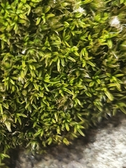 Pseudocrossidium revolutum