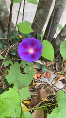 Ipomoea purpurea