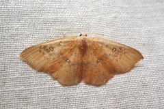 Cyclophora lennigiaria