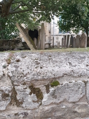 Pseudocrossidium revolutum