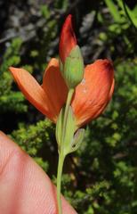 Gladiolus brevitubus