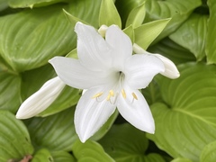 Hosta undulata
