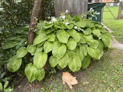 Hosta undulata