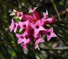 Erica pycnantha