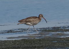 Numenius phaeopus phaeopus