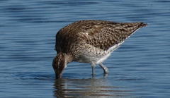 Numenius phaeopus phaeopus