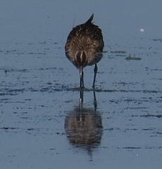 Numenius phaeopus phaeopus