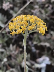 Achillea tomentosa