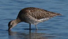 Numenius phaeopus phaeopus