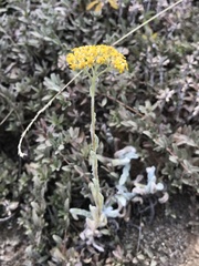 Achillea tomentosa