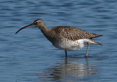 Numenius phaeopus phaeopus