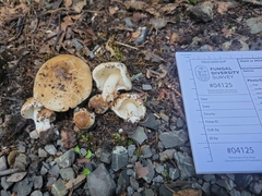 Inocybe dulciolens