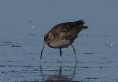 Numenius phaeopus phaeopus