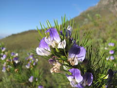 Psoralea ivumba