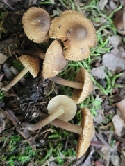 Inocybe luteifolia
