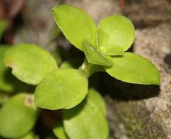 Crassula pellucida pellucida