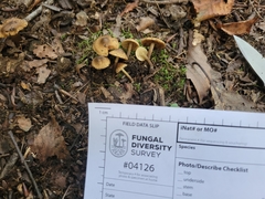 Inocybe luteifolia